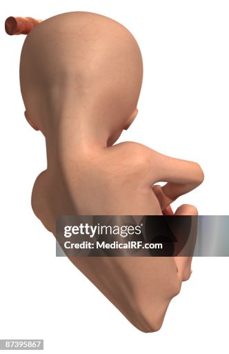 Embryonic development Embryonic development