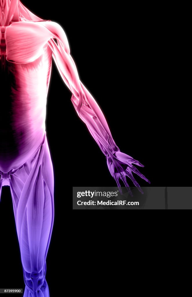 The muscles of the upper body