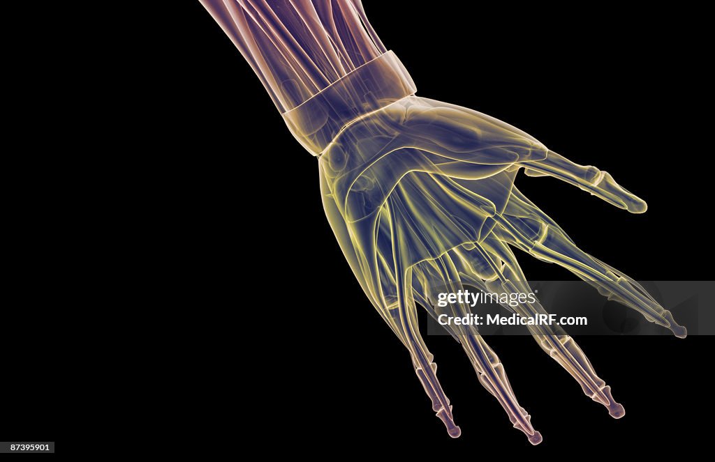 The muscles of the hand
