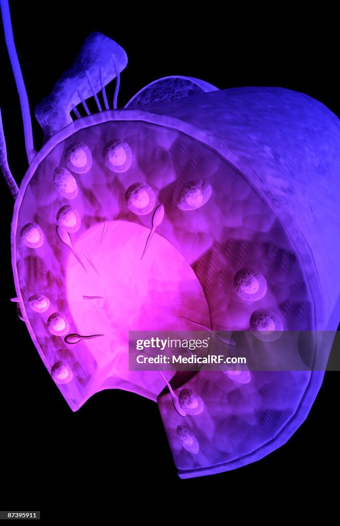 Seminiferous tubules of the testes