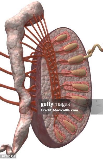 the testes - epididymis stock illustrations