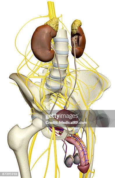 nerve supply of the urinary system - plexus lumbalis stock-grafiken, -clipart, -cartoons und -symbole