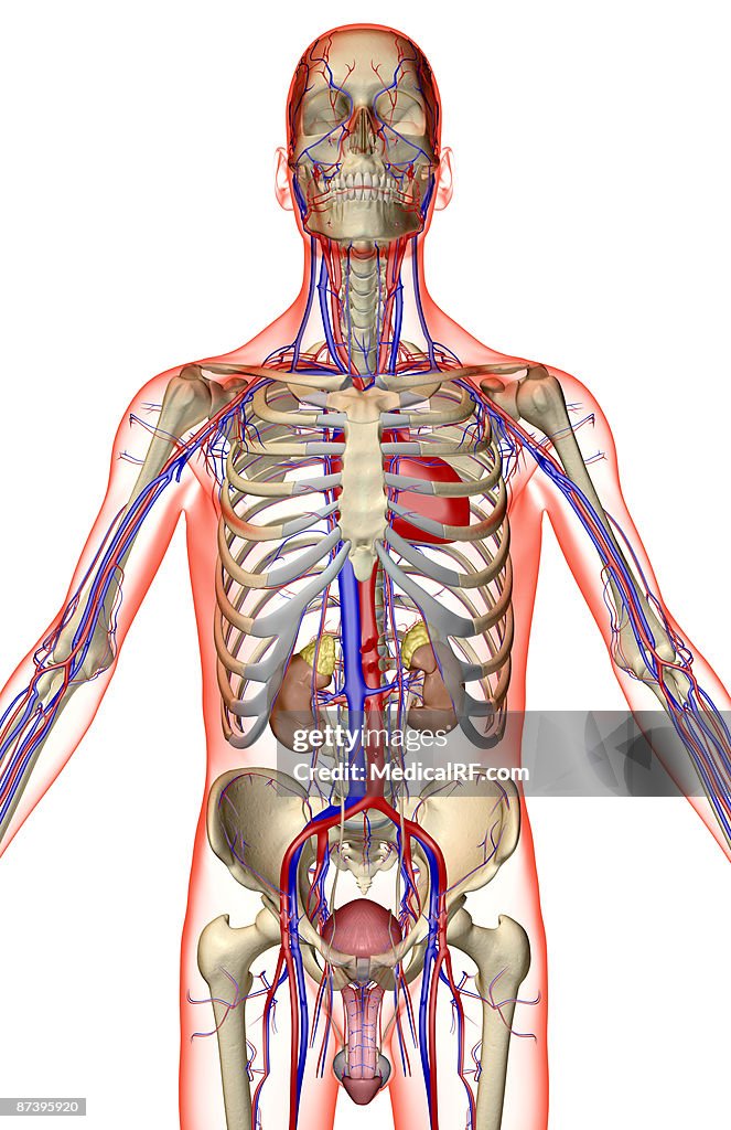 The urinary and the vascular system