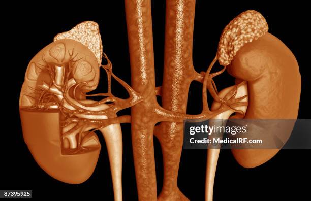 stockillustraties, clipart, cartoons en iconen met blood supply of the kidneys - onderste holle ader