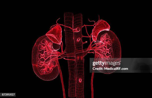 stockillustraties, clipart, cartoons en iconen met blood supply of the kidneys - onderste holle ader