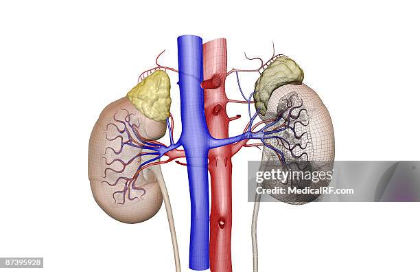 stockillustraties, clipart, cartoons en iconen met blood supply of the kidneys - onderste holle ader