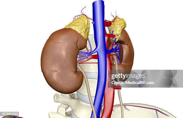stockillustraties, clipart, cartoons en iconen met blood supply of the kidneys - onderste holle ader