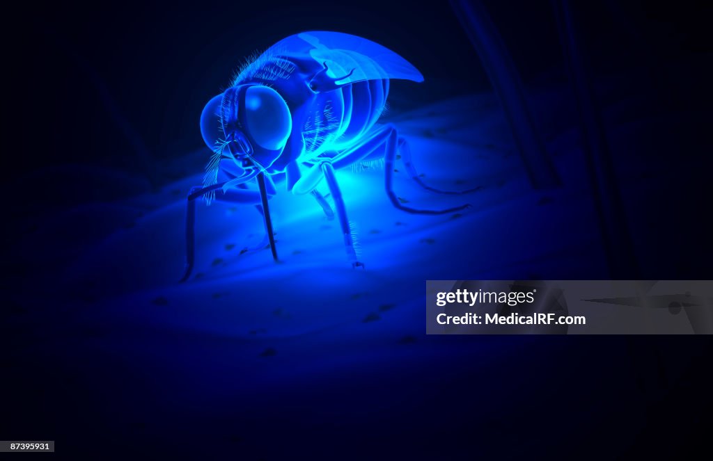 Tsetse fly