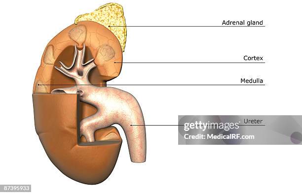kidney structure - kidney cortex stock illustrations