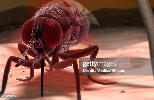 Tsetse fly Tsetse fly