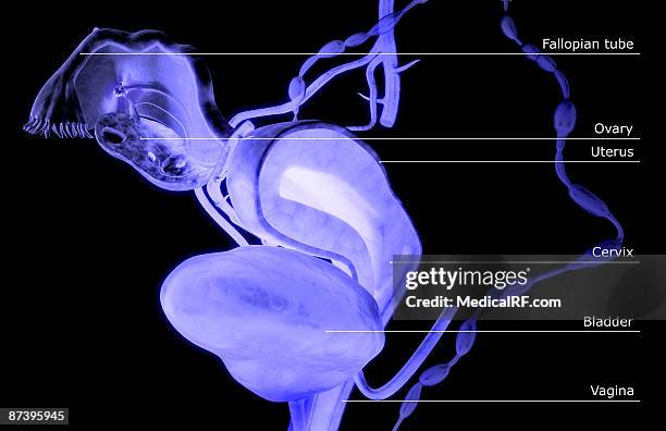 the female reproductive system - cervix stock illustrations stock illustrations