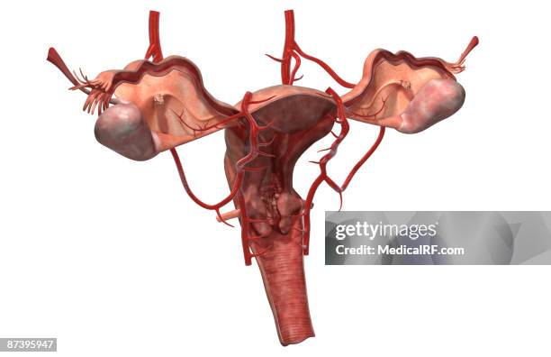 the arteries of the female reproductive system - gebärmuttergrund stock-grafiken, -clipart, -cartoons und -symbole