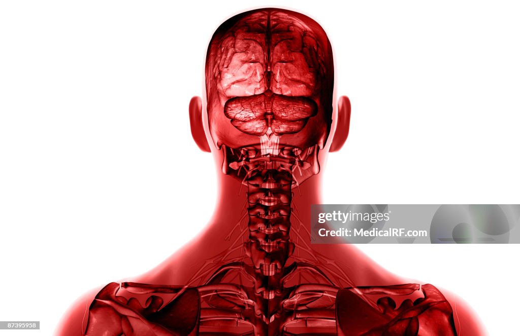 The brain