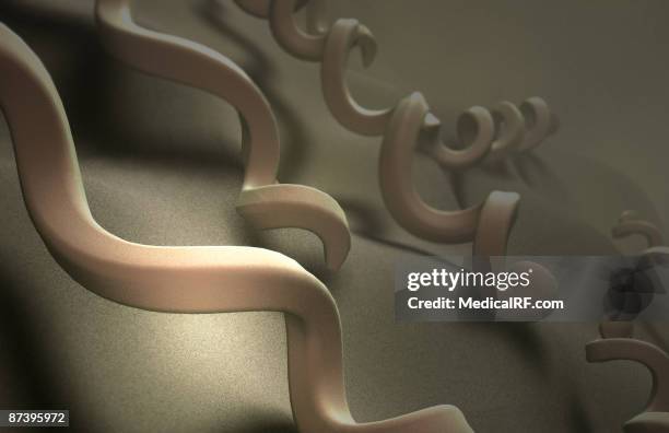 ilustrações de stock, clip art, desenhos animados e ícones de treponema pallidum - treponema pallidum