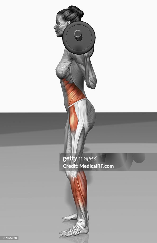 Barbell squat exercises (Part 2 of 2)