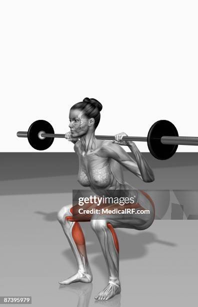 stockillustraties, clipart, cartoons en iconen met barbell squat exercises (part 1 of 2) - kuitspier