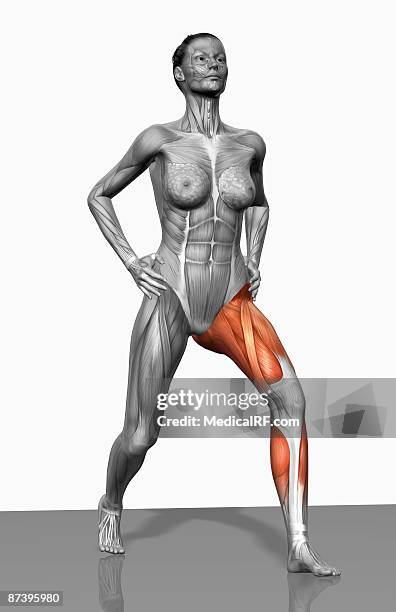 lunge exercise (part 2 of 2) - gastrocnemius stock illustrations