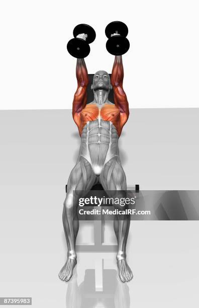 stockillustraties, clipart, cartoons en iconen met dumbbell incline fly exercises (part 1 of 2) - voorste getande spier
