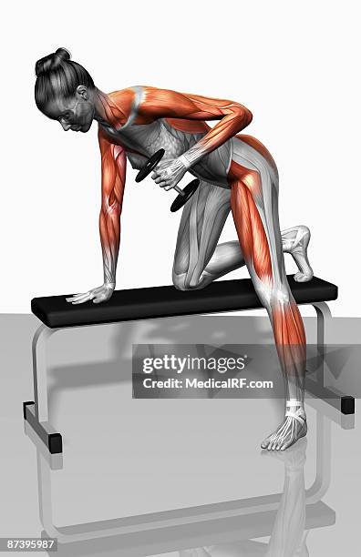 dumbbell kickback exercise (part 2 of 2) - vastus lateralis stock-grafiken, -clipart, -cartoons und -symbole