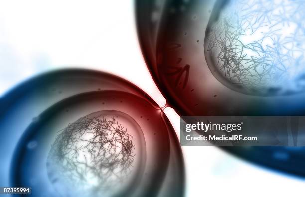 mitosis - telophase stock illustrations