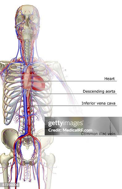 stockillustraties, clipart, cartoons en iconen met the blood supply of the upper body - external iliac vein