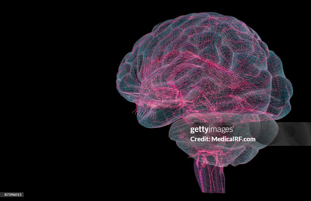 The brain