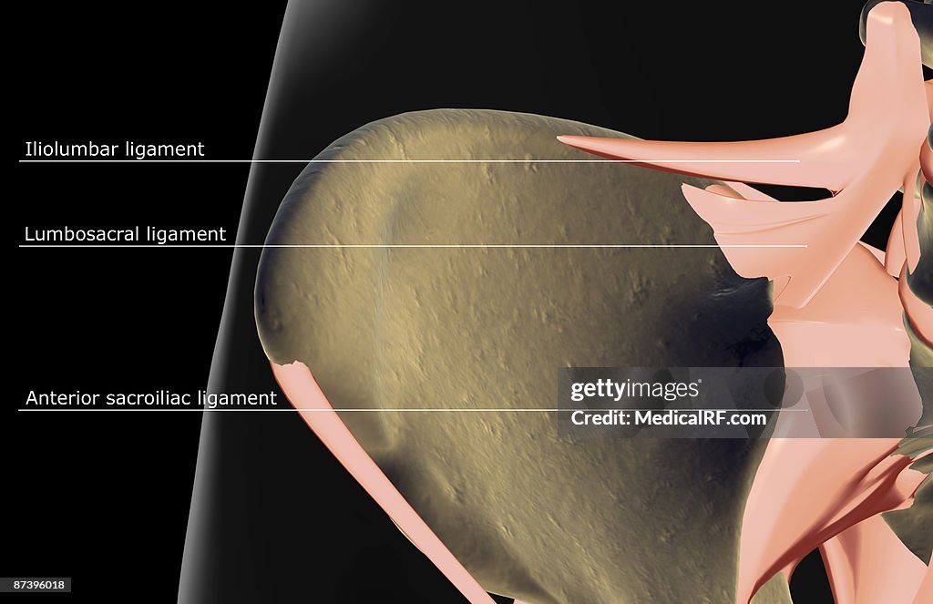 The ligaments of the hip