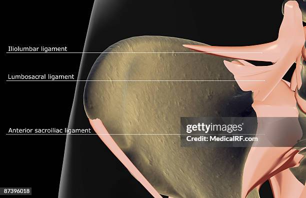 the ligaments of the hip - anterior sacroiliac ligament stock illustrations