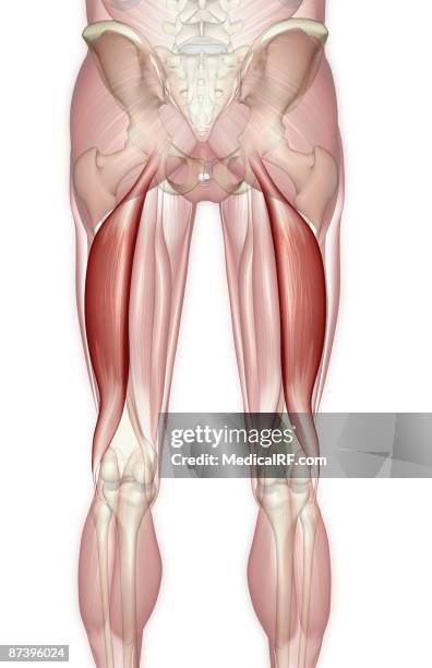 ilustrações de stock, clip art, desenhos animados e ícones de biceps femoris - bíceps femoral