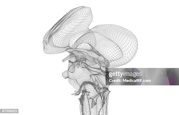 the brainstem - oculomotor nerve stock illustrations