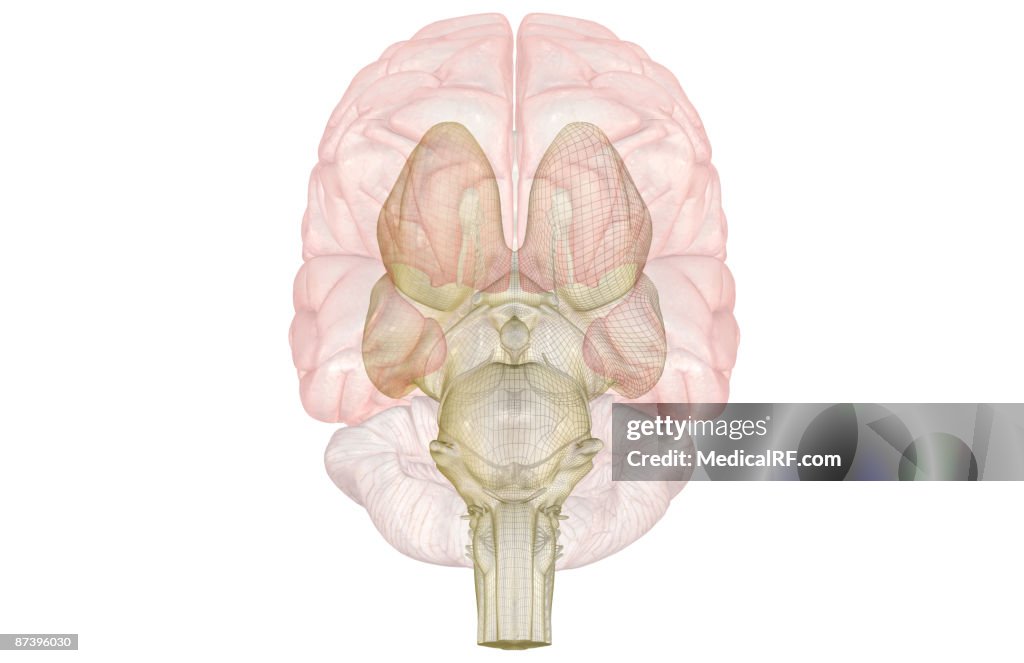 The brainstem