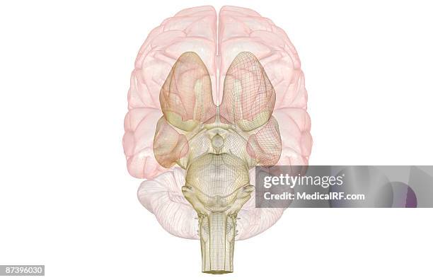 stockillustraties, clipart, cartoons en iconen met the brainstem - middenhersenen