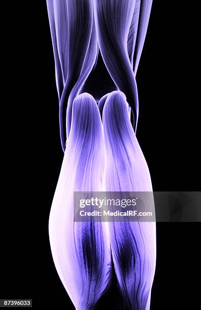 muscles of the lower leg - gastrocnemius stock-grafiken, -clipart, -cartoons und -symbole