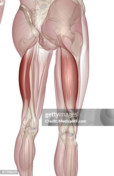 ilustrações de stock, clip art, desenhos animados e ícones de biceps femoris - bíceps femoral