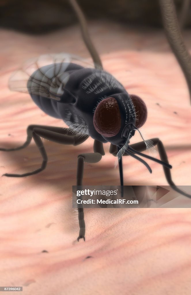 Tsetse fly