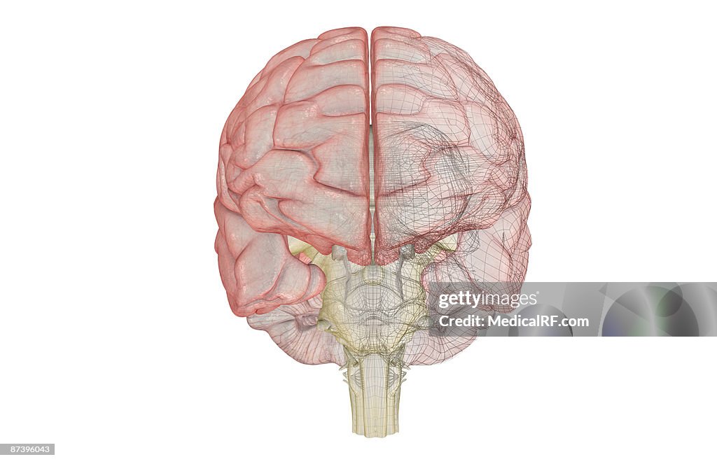 The brainstem
