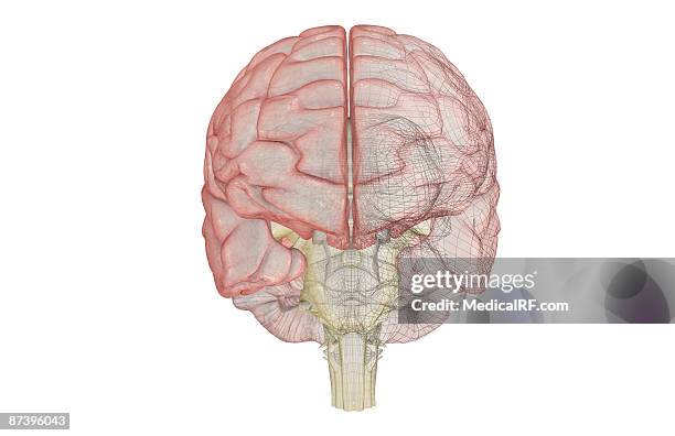 the brainstem - medulla oblongata stock illustrations