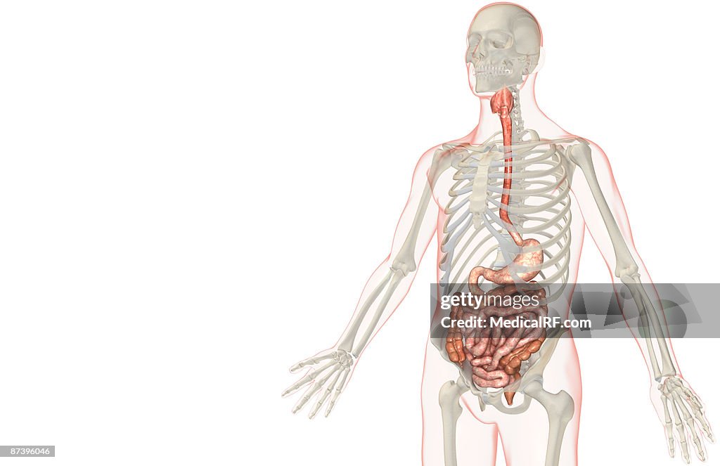 The digestive system