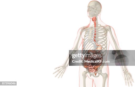 The digestive system The digestive system
