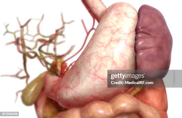the digestive system - bile duct stock illustrations