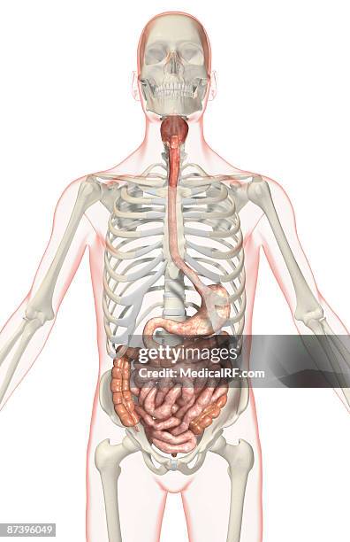 the digestive system - pharynx stock-grafiken, -clipart, -cartoons und -symbole