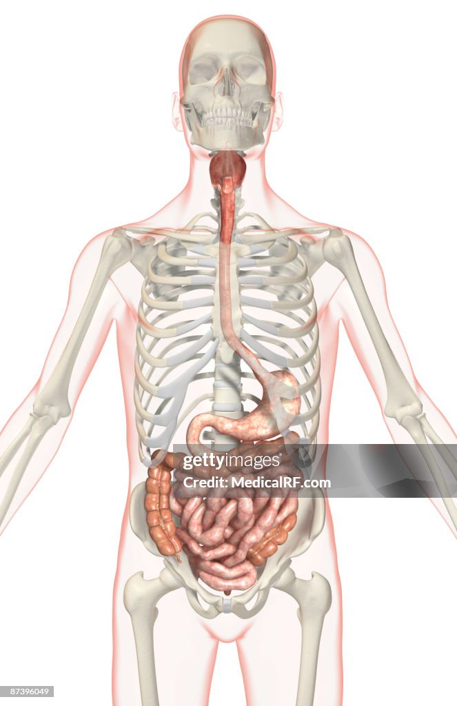 The digestive system