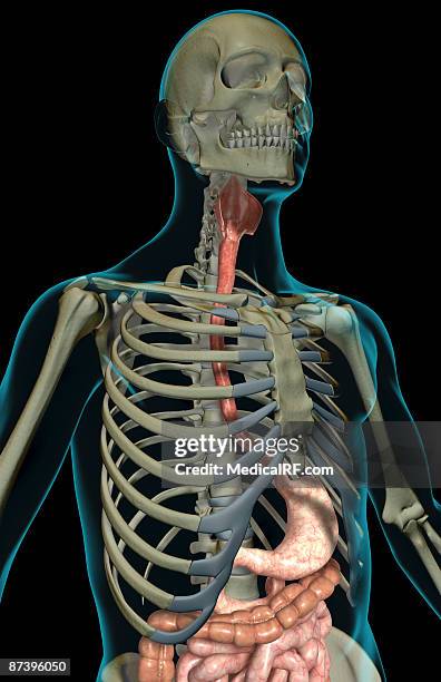 ilustrações, clipart, desenhos animados e ícones de the digestive system - faringe