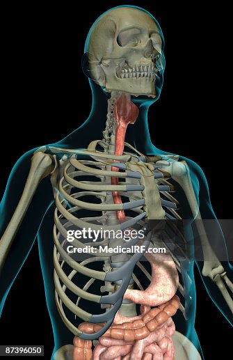 The digestive system The digestive system