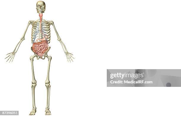 the digestive system - human small intestine stock illustrations