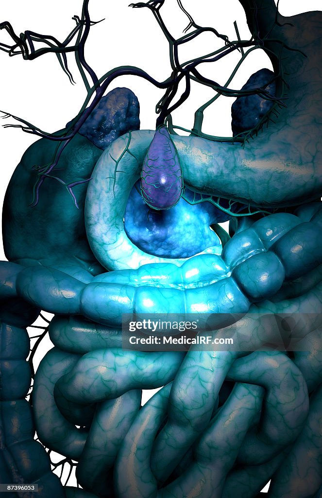 The digestive system