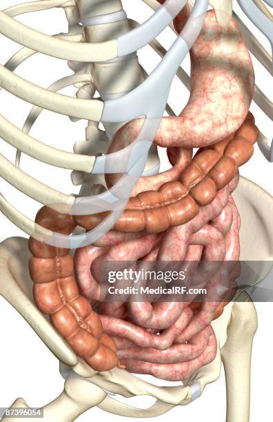 stockillustraties, clipart, cartoons en iconen met the digestive system - menselijke dunne darm