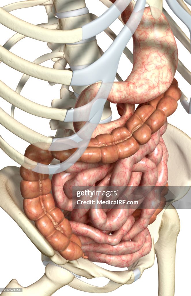 The digestive system