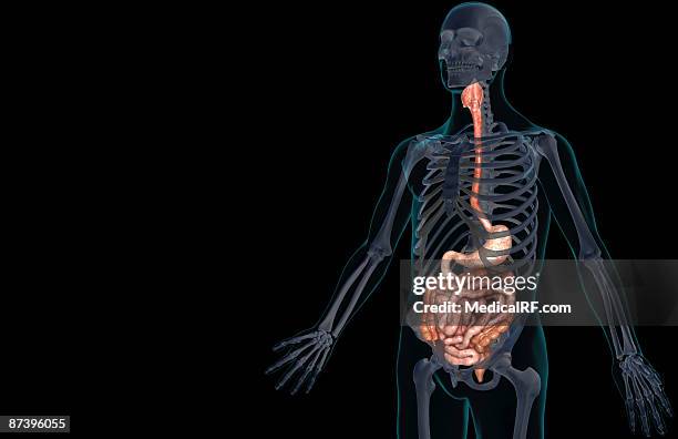 the digestive system - sigmoid colon stock illustrations