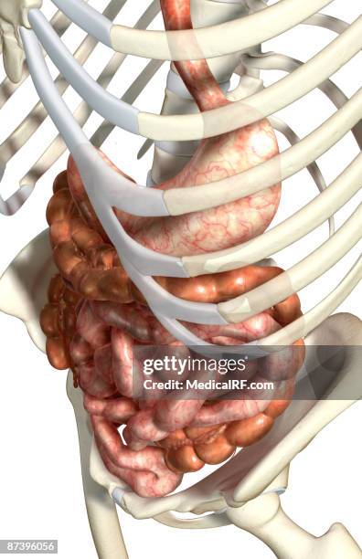 stockillustraties, clipart, cartoons en iconen met the digestive system - menselijke dunne darm